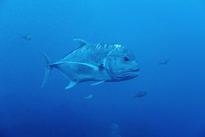 Fish swimming in sea