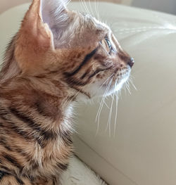 Close-up of a cat looking away