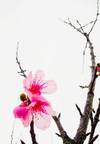 Close-up of pink flowers on branch