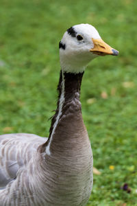 Close-up of a bird