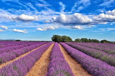 Purple flowering plants on field against sky