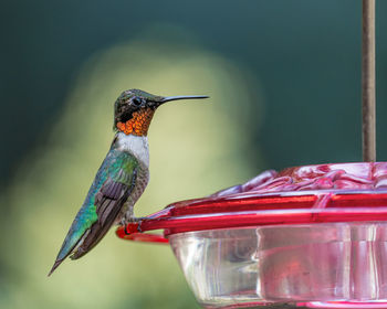 Close-up of bird perching on feeder