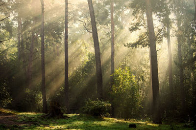 Rays of light penetrating thru the forest