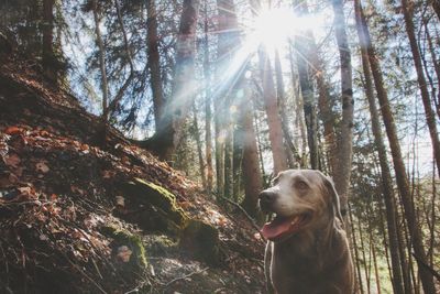 Dog looking away in forest