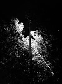 Low angle view of trees at night