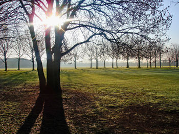Trees on field against sky during winter