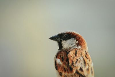 Close-up of male sparrow