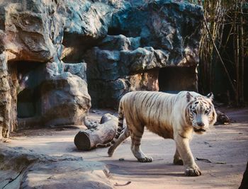 Tiger on rock
