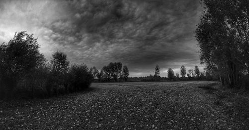 Trees on field against sky