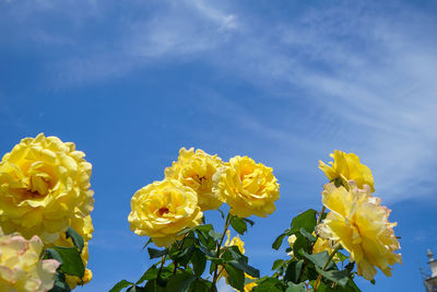 Low angle view of yellow flowering plants against blue sky