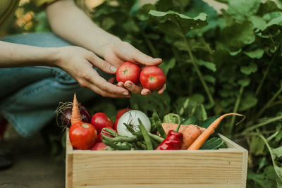 Midsection of woman picking apples in basket