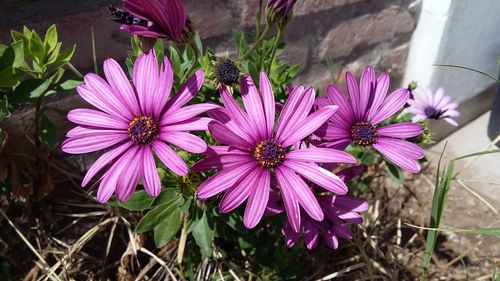 High angle view of purple flowers blooming outdoors