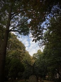 Low angle view of trees against sky