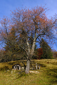 Trees on field against sky during autumn