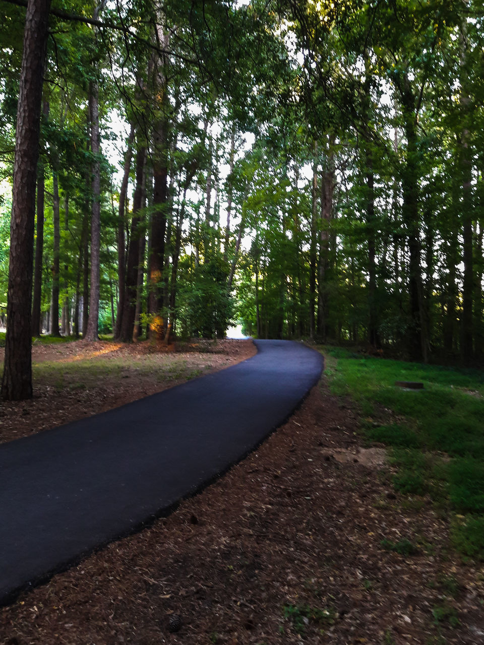 EMPTY ROAD AMIDST TREES IN FOREST