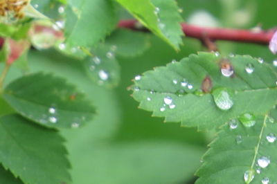 Close-up of raindrops on leaf