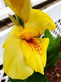 Close-up of yellow day lily blooming outdoors