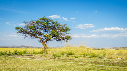 Tree on field against sky