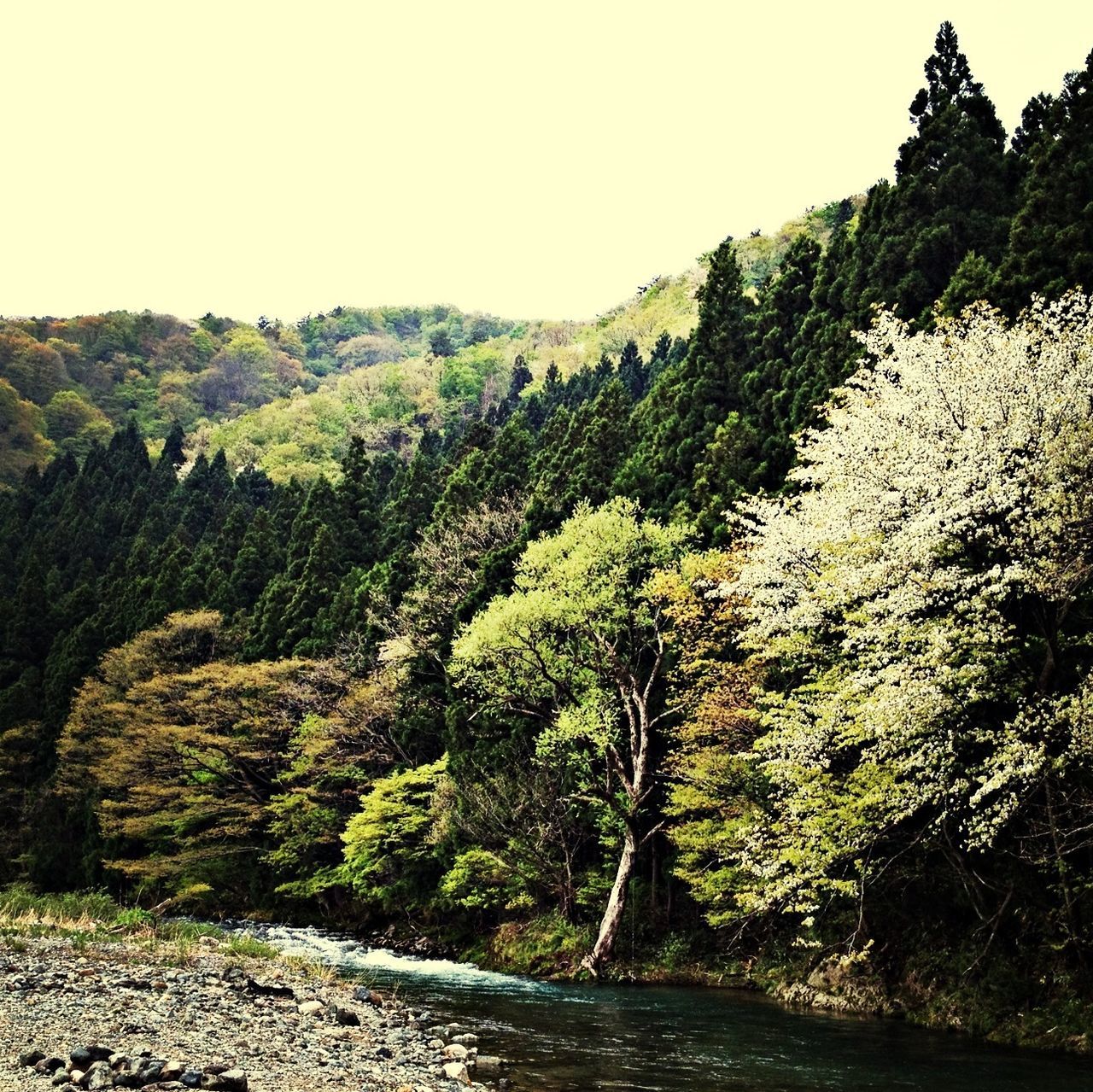 tranquil scene, tree, tranquility, scenics, mountain, beauty in nature, water, nature, growth, clear sky, green color, landscape, non-urban scene, plant, lush foliage, idyllic, forest, sky, day, green