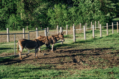 Donkeys standing in a field