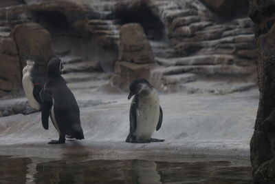 View of an animal on rock