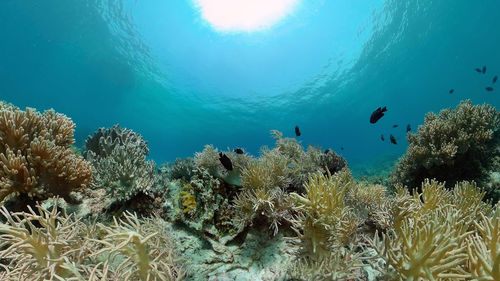 undersea