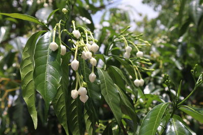 Close-up of white flowering plant