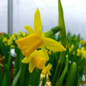 Close-up of yellow flowers blooming outdoors