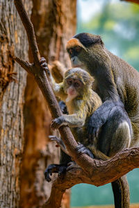 Monkey sitting on tree