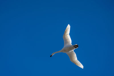 Low angle view of bird flying against clear blue sky