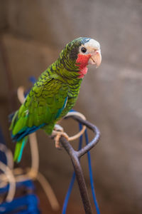 Close-up of parrot