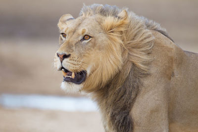 Close-up of a cat looking away