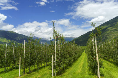 Panoramic view of trees on field against sky