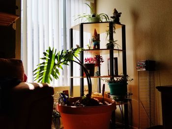 Close-up of potted plant on table at home