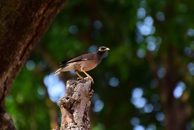 Close-up of bird perching on wooden post