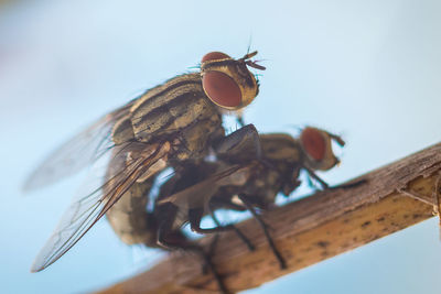 Close-up of butterfly on wood