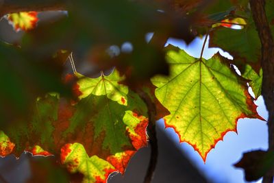 Close-up of maple leaf during autumn