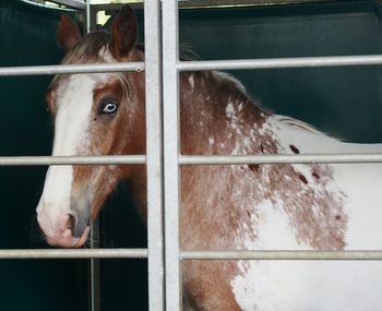 Portrait of horse in stable