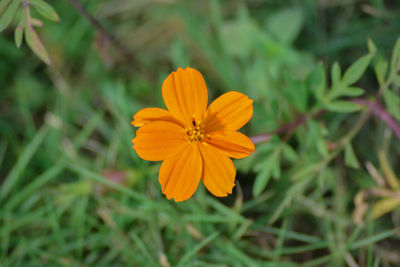 Close-up of yellow flower blooming outdoors