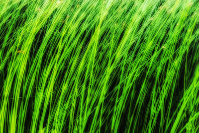 Full frame shot of wheat field