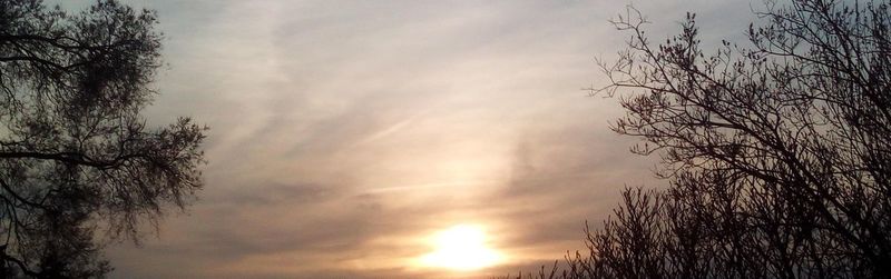 Low angle view of silhouette trees against sky during sunset