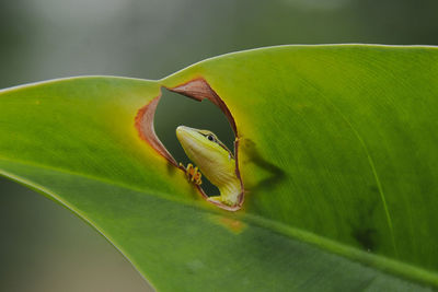 Close-up of green insect on leaves