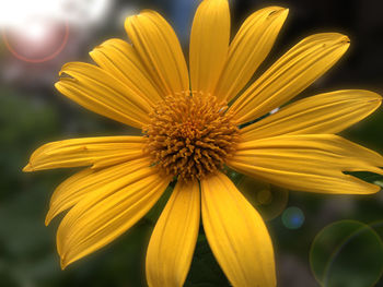 Yellow flower with beautiful petals and pollen