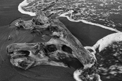 Close-up of crab on beach