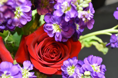 Close-up of roses and purple flowers blooming in park