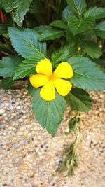 Close-up of yellow flowers blooming outdoors