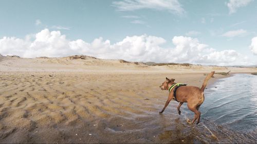 Dog on beach