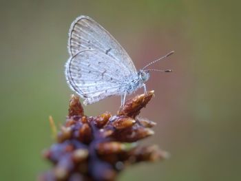 Close-up of butterfly on plant