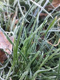 Close-up of plants on field