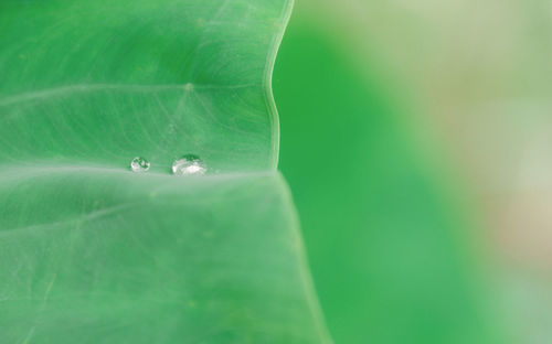 Close-up of water drop on leaf